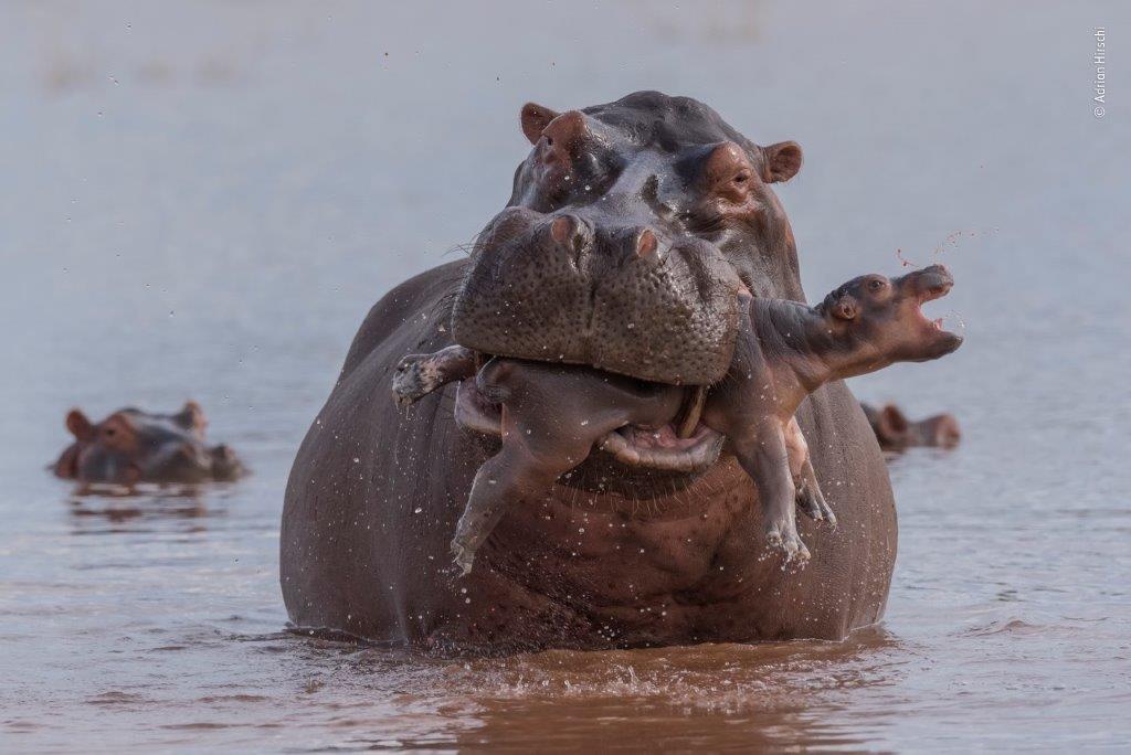 ©-Adrian-Hirschi-Wildlife-Photographer-of-the-Year