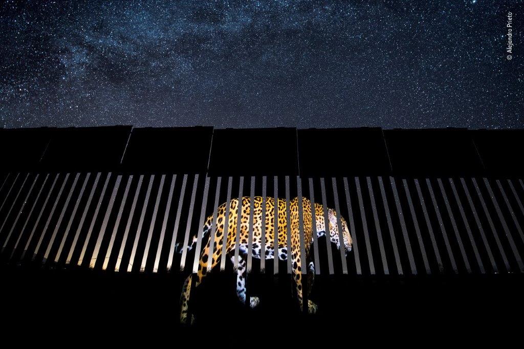 ©-Alejandro-Prieto-Wildlife-Photographer-of-the-Year