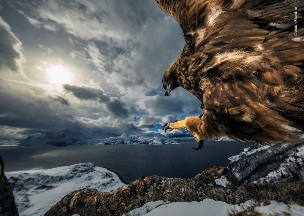 ©-Audun-Rikardsen-Wildlife-Photographer-of-the-Year