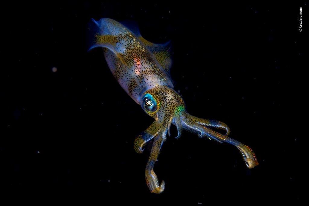 ©-Cruz-Erdmann-Wildlife-Photographer-of-the-Year