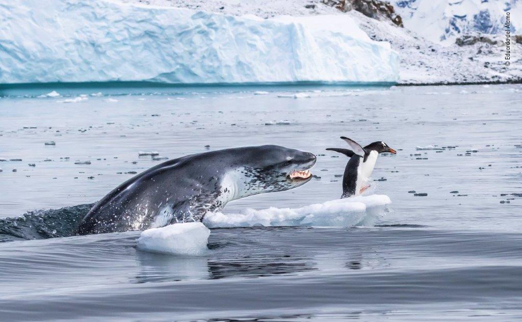©-Eduardo-Del-Álamo-Wildlife-Photographer-of-the-Year