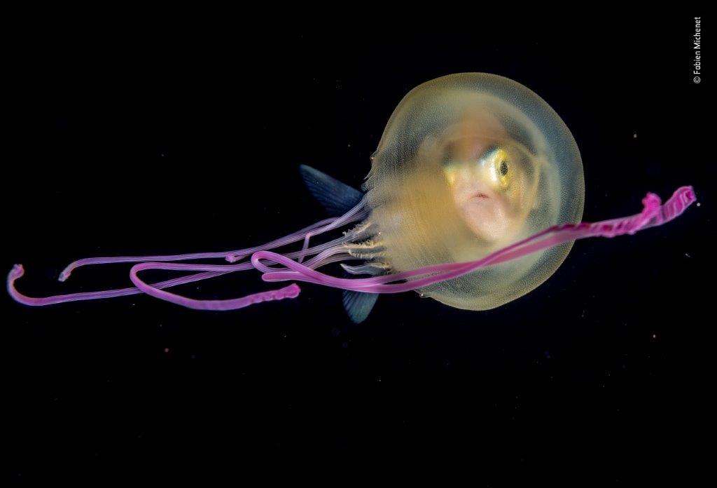 ©-Fabien-Michenet-Wildlife-Photographer-of-the-Year