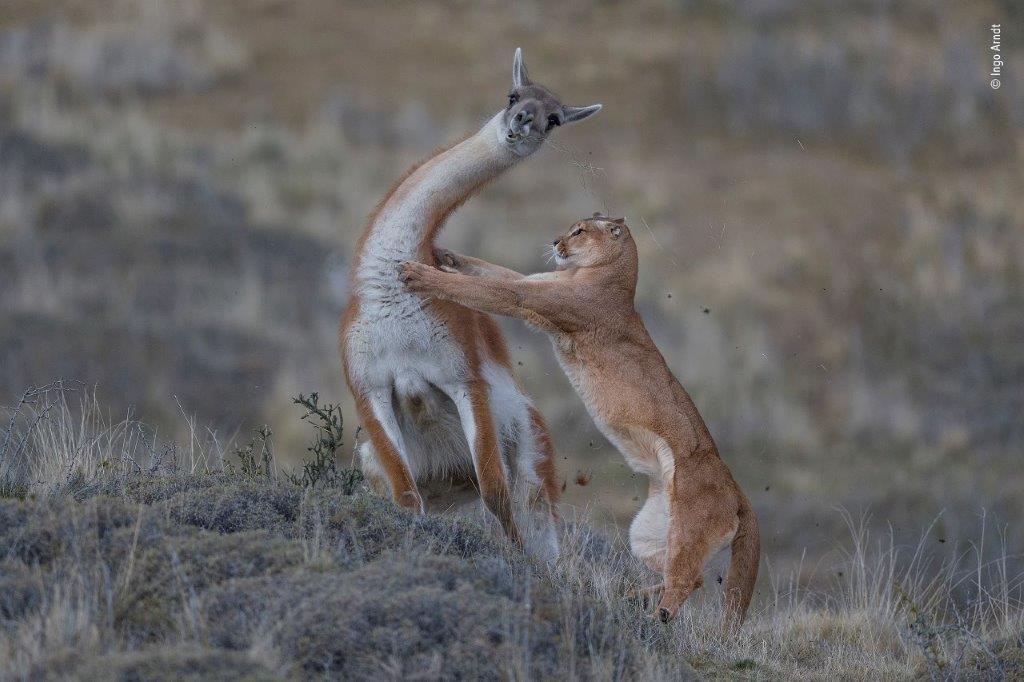 ©-Ingo-Arndt-Wildlife-Photographer-of-the-Year