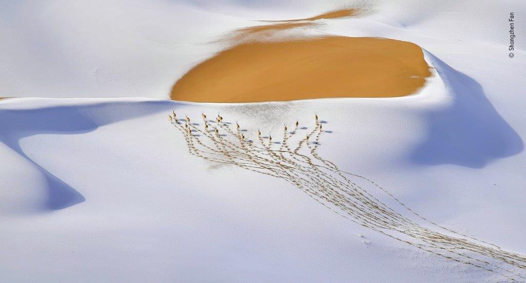 ©-Shangzhen-Fan-Wildlife-Photographer-of-the-Year