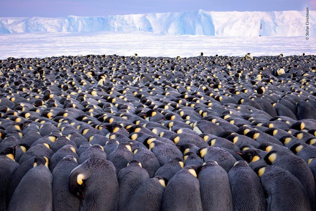 ©-Stefan-Christmann-Wildlife-Photographer-of-the-Year