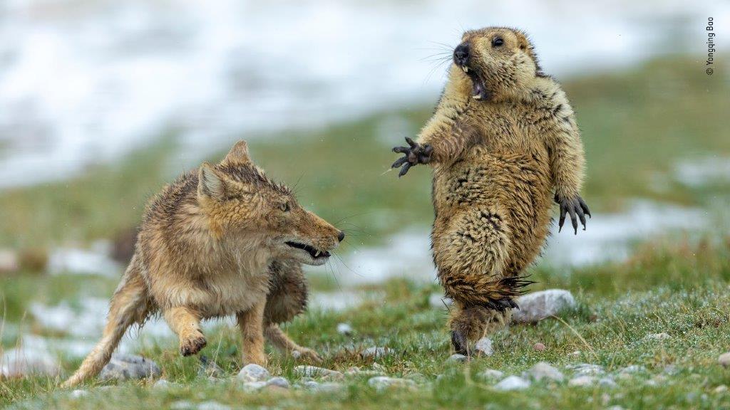 ©-Yongqing-Bao-Wildlife-Photographer-of-the-Year