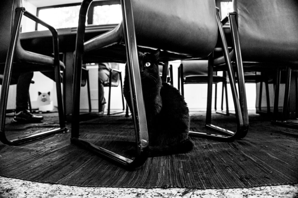 Mega in C-AT-WORK, vol, 3, El Squero Casa Editrice ©Marianna Zampieri