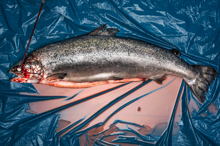 Color rosa salmone. "Q.B. quanto basta. Il lato oscuro del cibo"di Maria Cristina Anelli e Marzia Rizzo