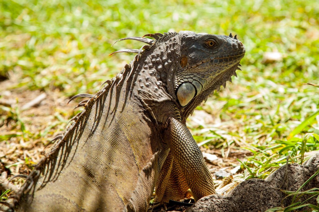 iguana nel prato